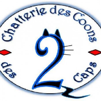 chatterie des coons des 2 caps